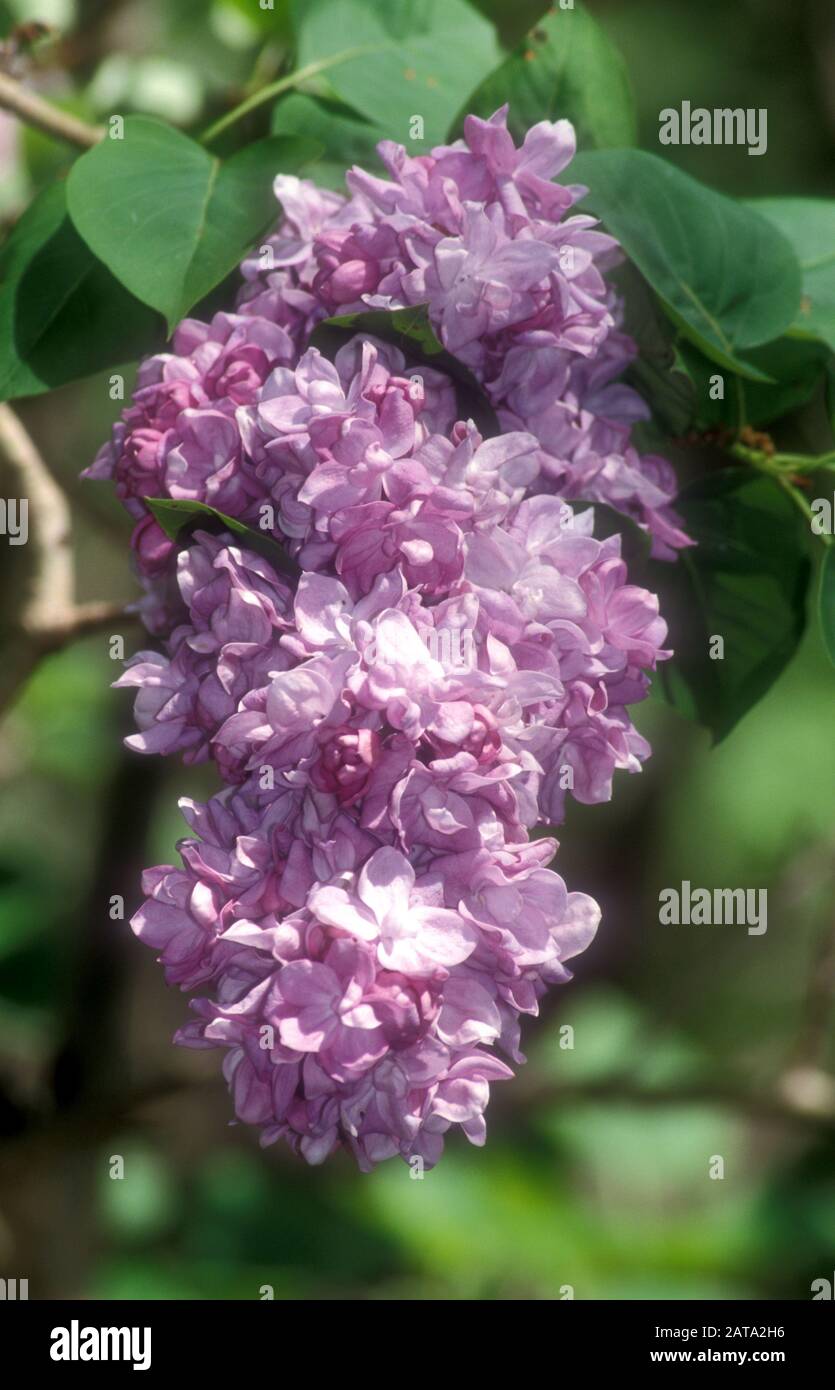 PRIMO PIANO DEI FIORI FIORITI SU UN COMUNE ALBERO LILLA (SYYLAN VULGARIS) IN INGHILTERRA. Foto Stock