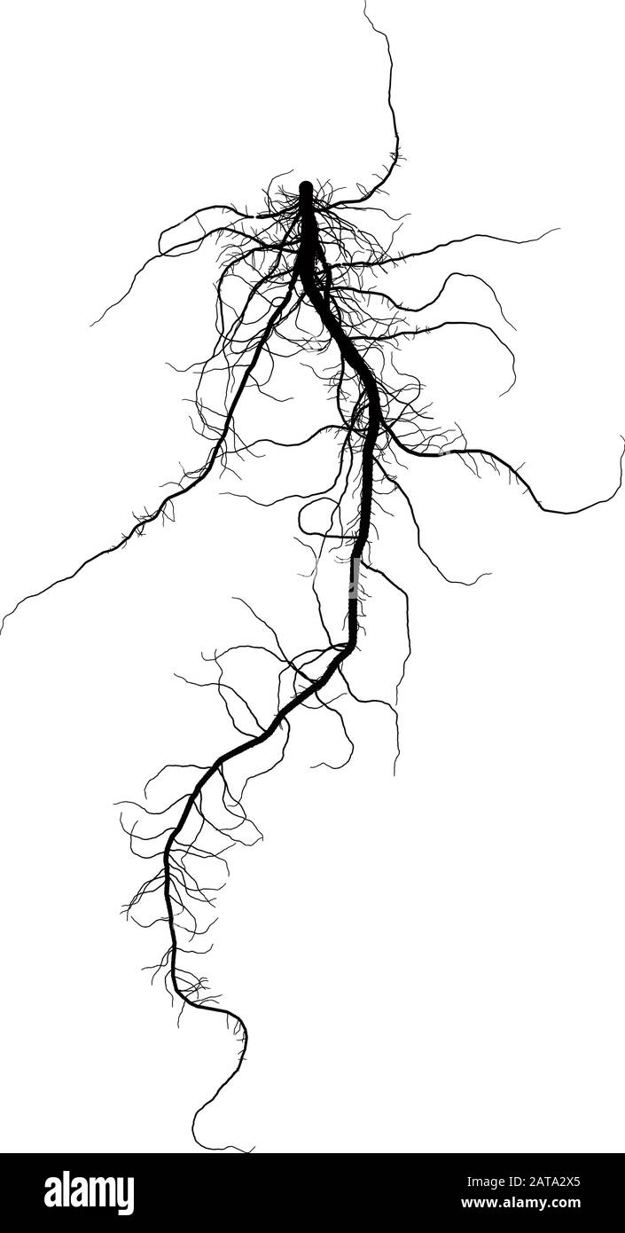 Black Root System - Taproot - Illustrazione vettoriale Illustrazione Vettoriale