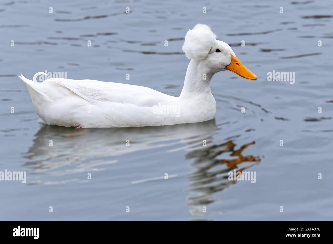 White Crested Duck (Anas platyrhynchos addomesticus) nuoto in Balboa lago CA USA Foto Stock