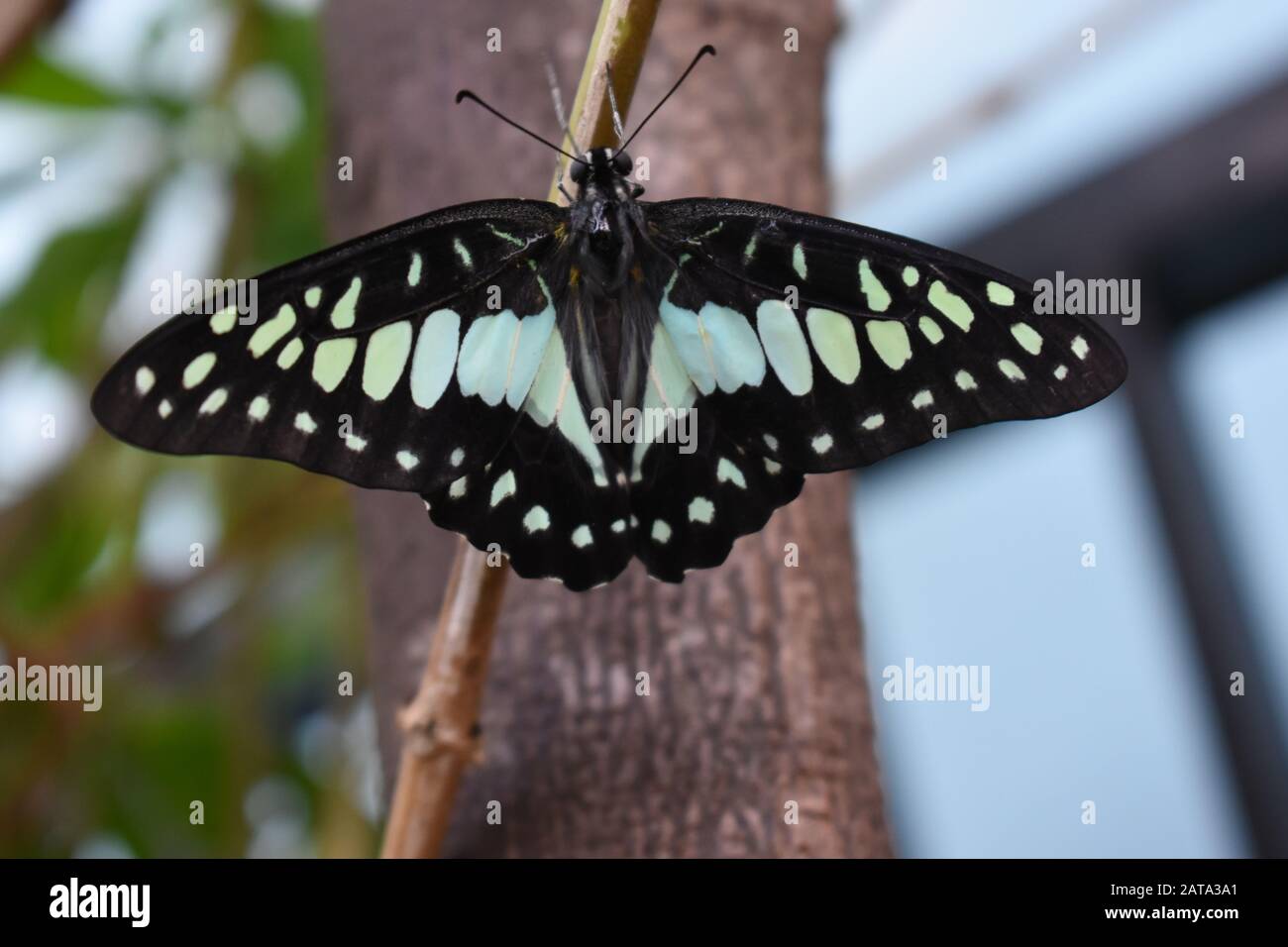Una farfalla comune jay (Graphium doson) arroccato su un ramo di alamanda pianta. Surakarta, Indonesia. Foto Stock