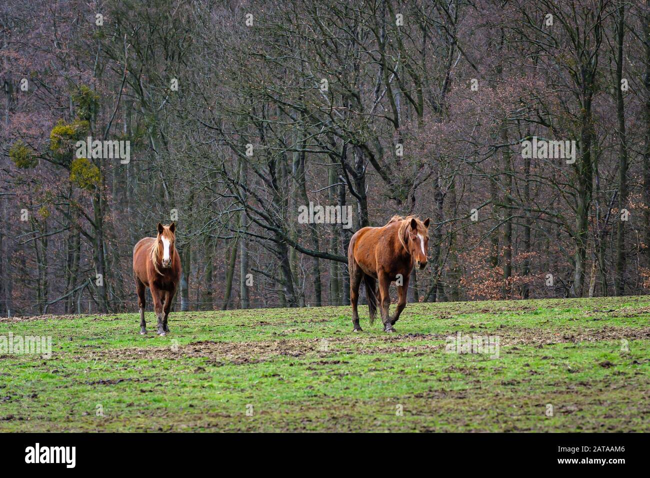 I cavalli pascolano sui prati in inverno nella Valle del Reno, in Germania, in Europa Foto Stock