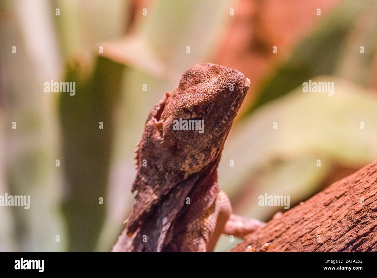 Lizard Selvaggio Nella Sabbia Del Deserto. Bearded Dragon Chameleon Lizard In Un Deserto Foto Stock