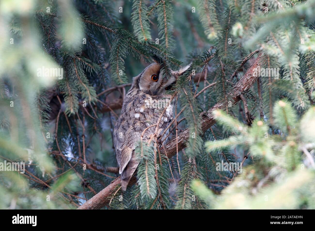 Asio otus, due uccelli in abete rosso Foto Stock