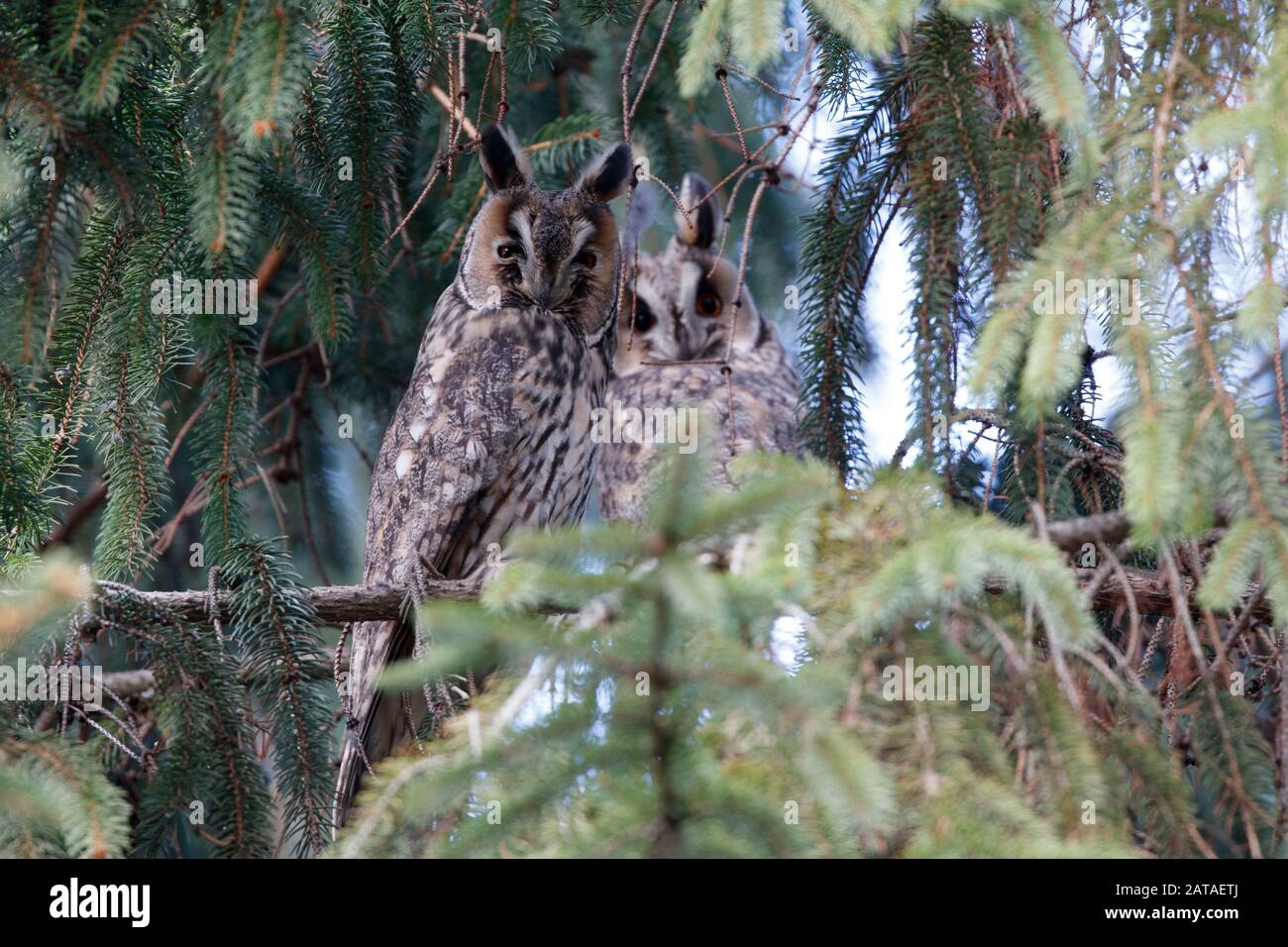 Asio otus, due uccelli in abete rosso Foto Stock