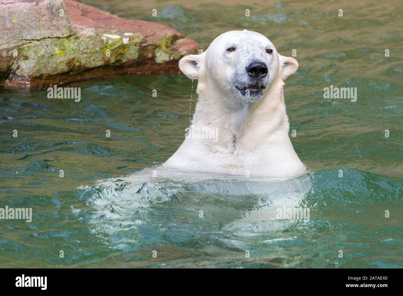 Big Polar Bear È Il Nuoto In Acqua. Ursus Maritimus. Animali Nella Fauna Selvatica. Foto Stock