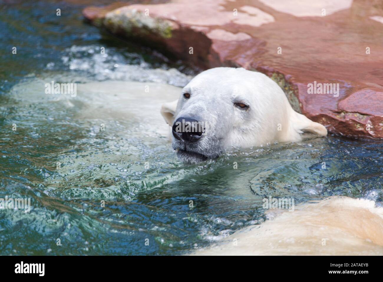 Big Polar Bear È Il Nuoto In Acqua. Ursus Maritimus. Animali Nella Fauna Selvatica. Foto Stock