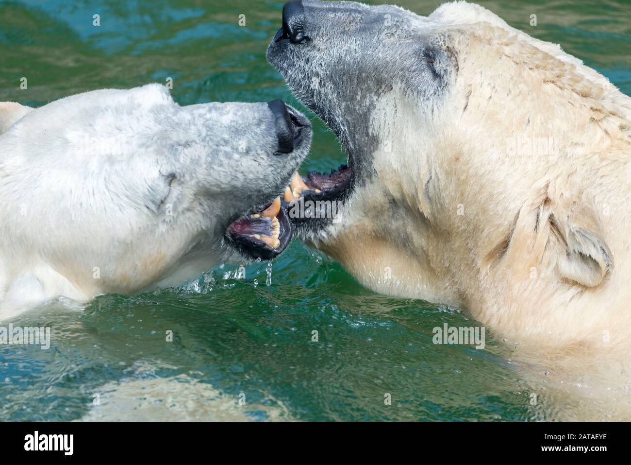 Big Polar Bear È Il Nuoto In Acqua. Ursus Maritimus. Animali Nella Fauna Selvatica. Foto Stock