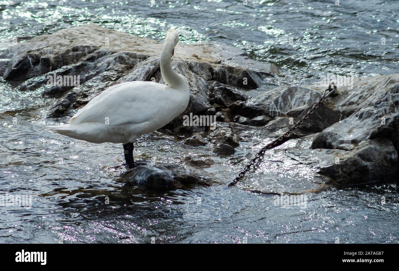 Un bianco cigno incatenato ad una roccia nel mezzo di un lago. Foto Stock