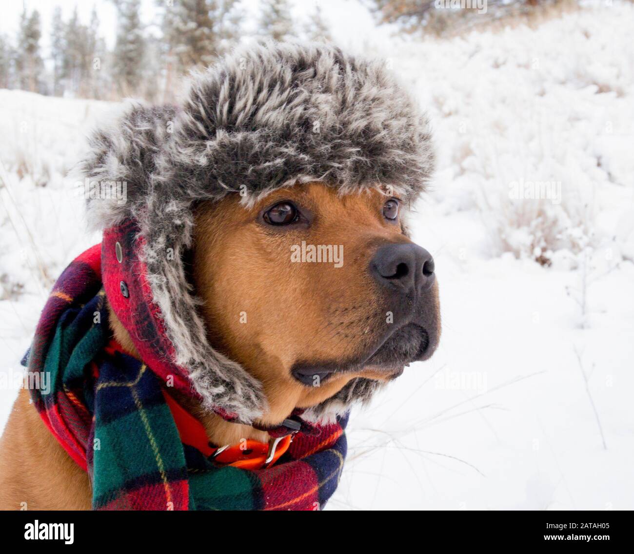 Cane che indossa un cappello di lana e una sciarpa rossa e verde, nella neve a Beavertail nella Contea di Missoula, Montana. Foto Stock