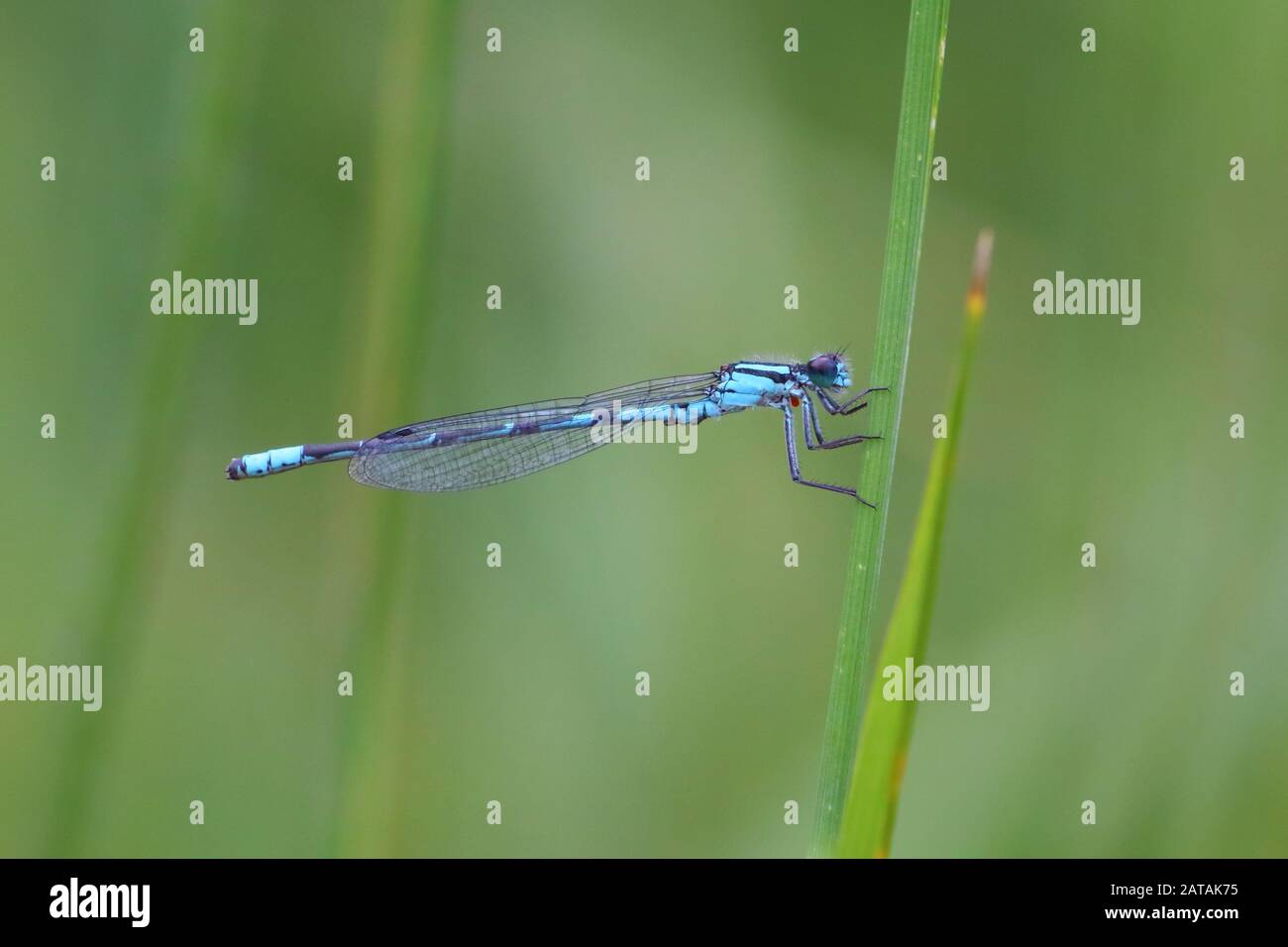 Primo piano di Blue Damselfly aggrappato a una lama verde di erba Foto Stock