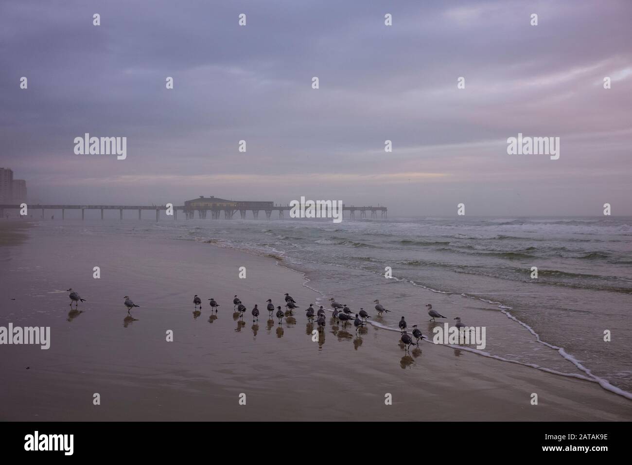 I gabbiani si nutrono sulla spiaggia di Daytona Beach, Florida, durante un'alba torbida e poosa. Foto Stock