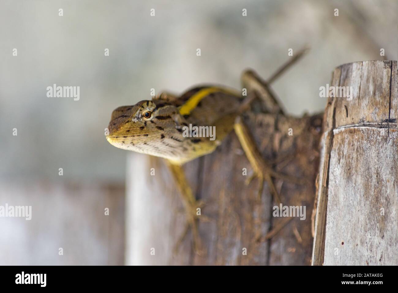 Giardino orientale lizard / lucertola mutabile (Calotes versicolor, Agamidae) arrampicata su palo di legno a Koh Phangan, Thailandia, Asia Foto Stock