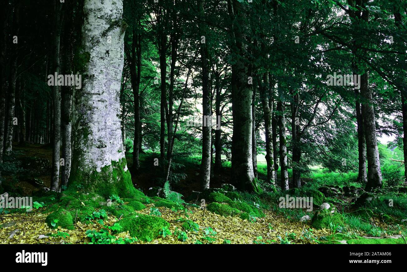 la bella primavera è arrivata Foto Stock