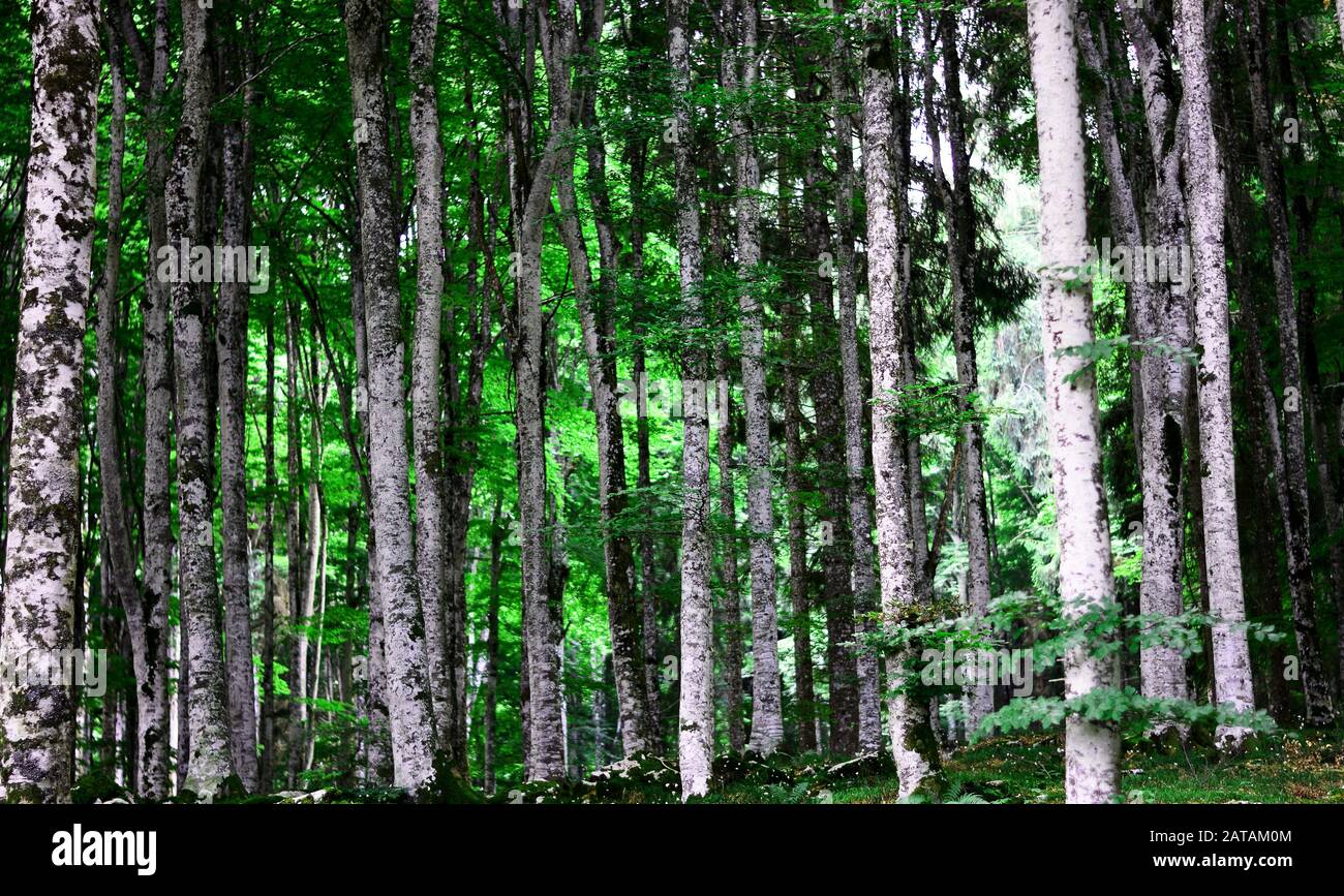 la bella primavera è arrivata Foto Stock