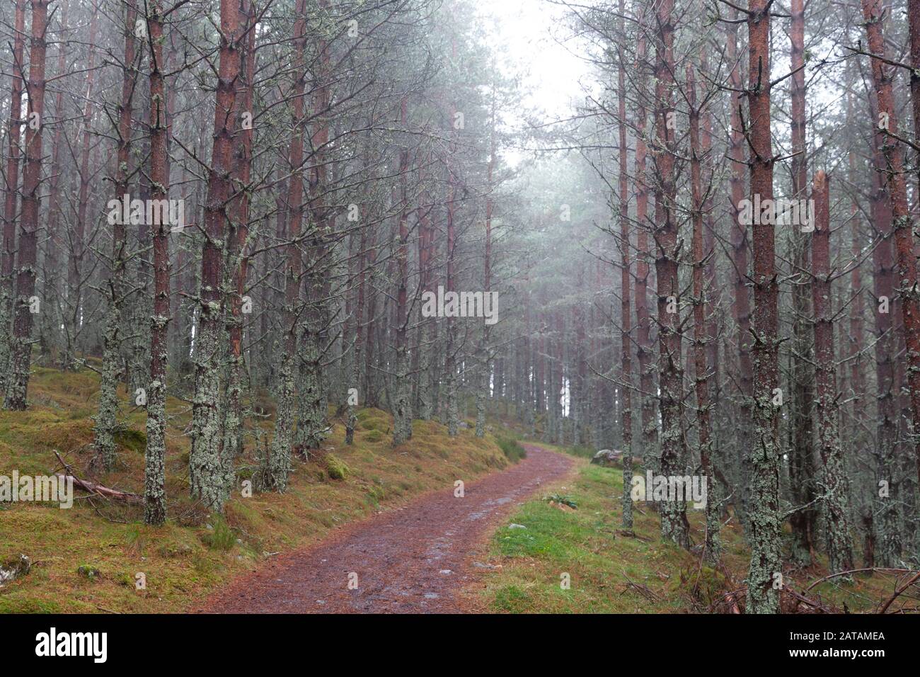 Foresta autunnale nel Parco Nazionale di Cairngorms che mostra un sentiero per passeggiate Foto Stock
