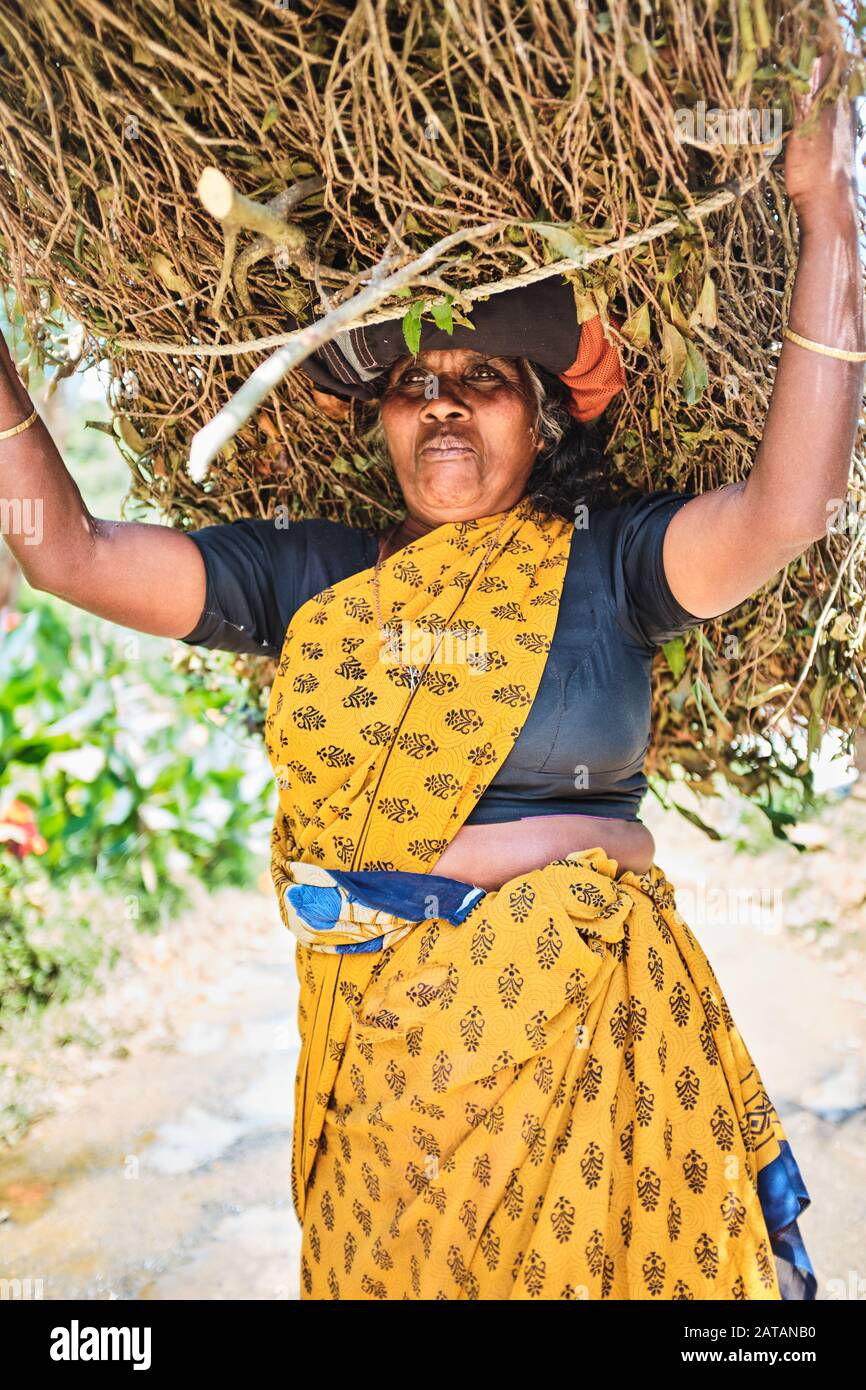 Una donna dello Sri Lanka che porta sul suo capo un mucchio di rami. Foto Stock