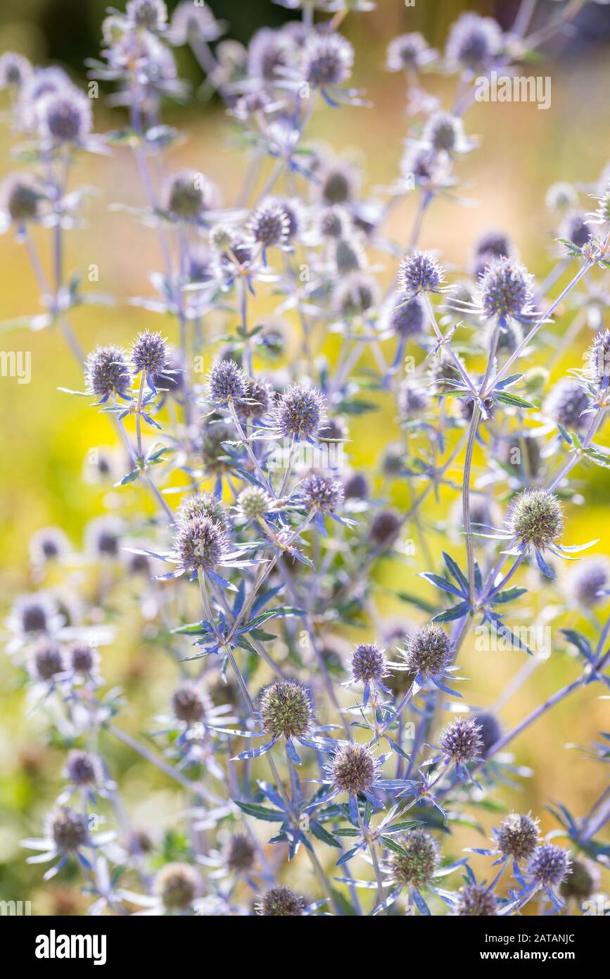 Eryngium planum, il blu eryngo o il mare piatto holly, è una specie di pianta in fiore della famiglia Apiaceae, originaria della zona che comprende centrale A. Foto Stock