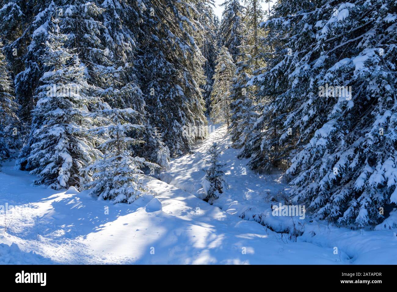 Inverno foresta di alberi di spruces in luce del sole. Calme scena di wintry mattina con neve fresca a Pokljuka, Slovenia Foto Stock