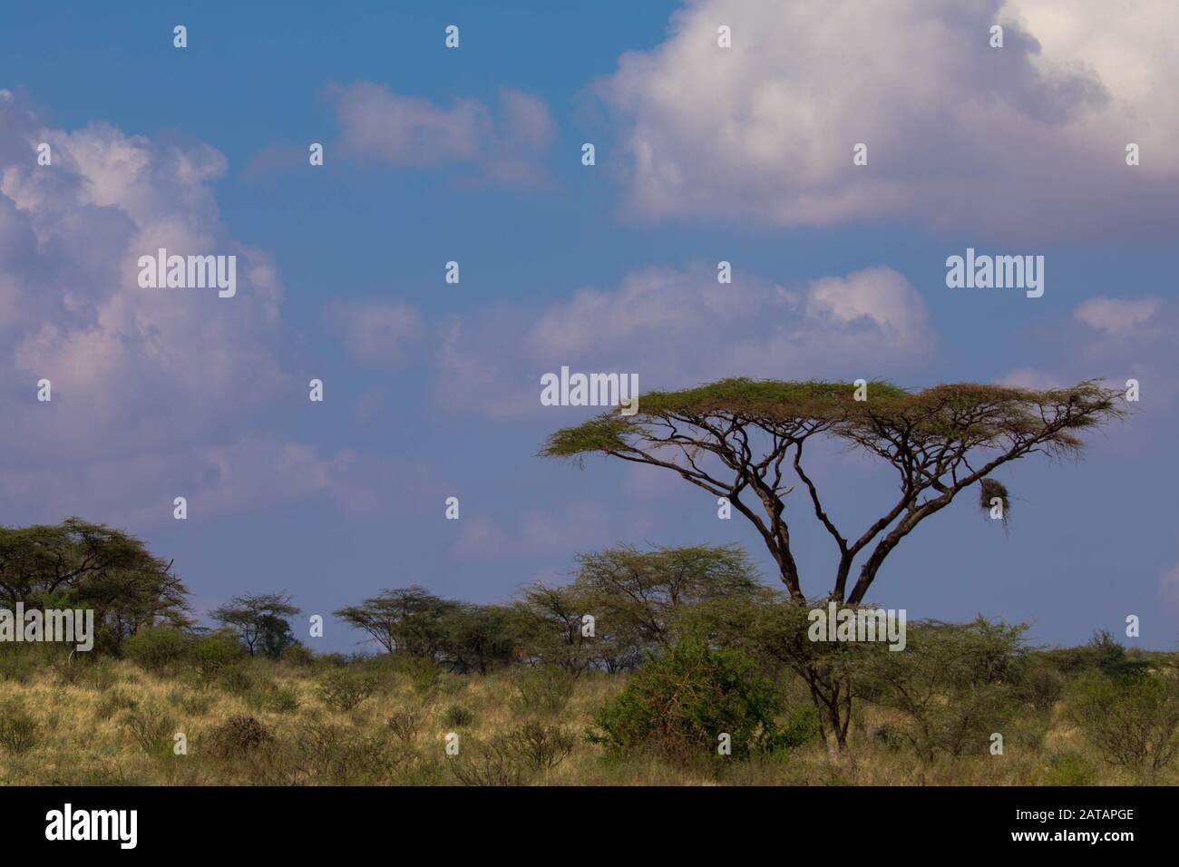 Acacia albero in savana in africa Foto Stock