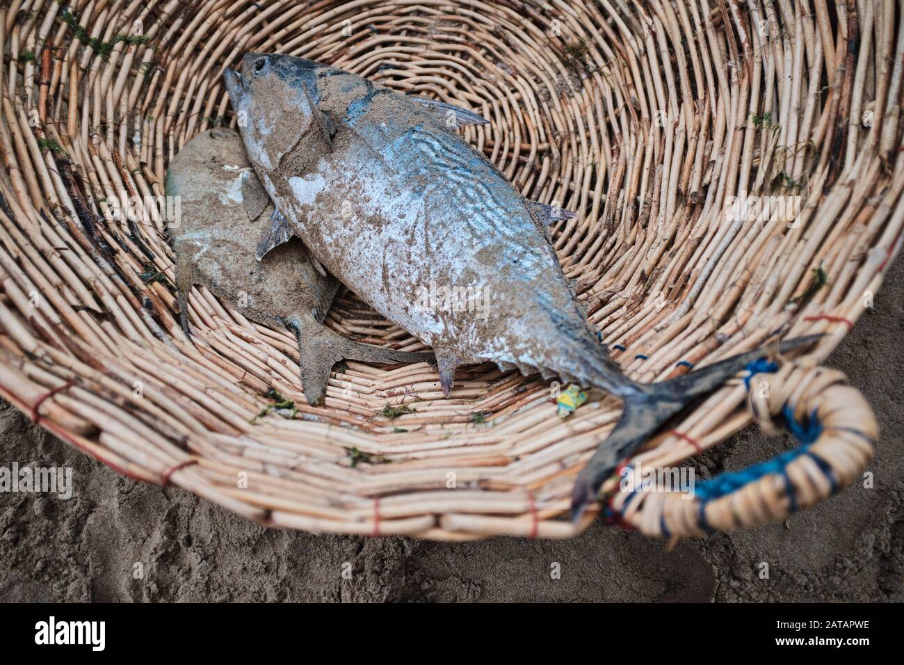 Il pesce è una delle fonti più comuni di cibo, specialmente nelle città vicine all'oceano, come Trincomalee, Sri Lanka. Foto Stock