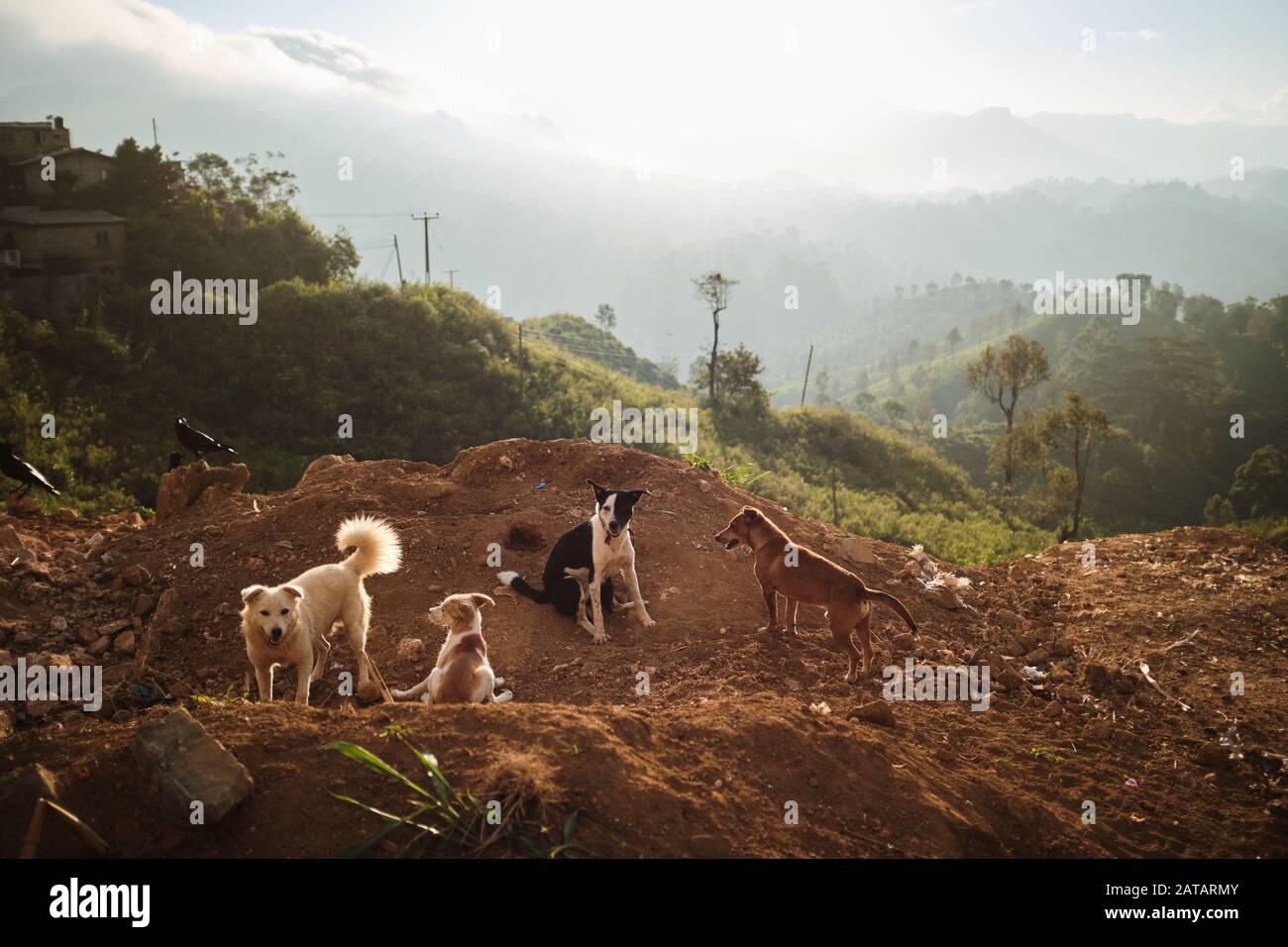 Cani randagi sulle montagne dello Sri Lanka Foto Stock