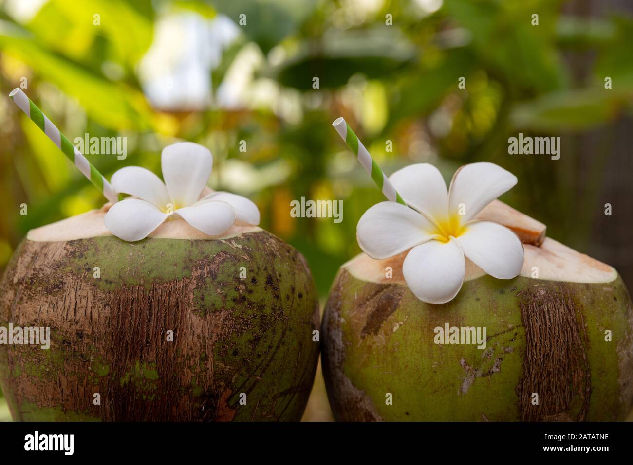 Cocktail di cocco fresco tropicale decorato piumeria fiore all'aperto Foto Stock
