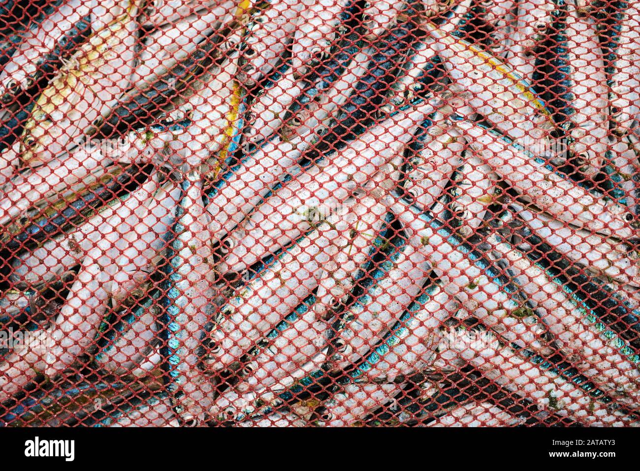 Pesce appena pescato in una rete da pesca, appena estratto dall'oceano. Foto Stock