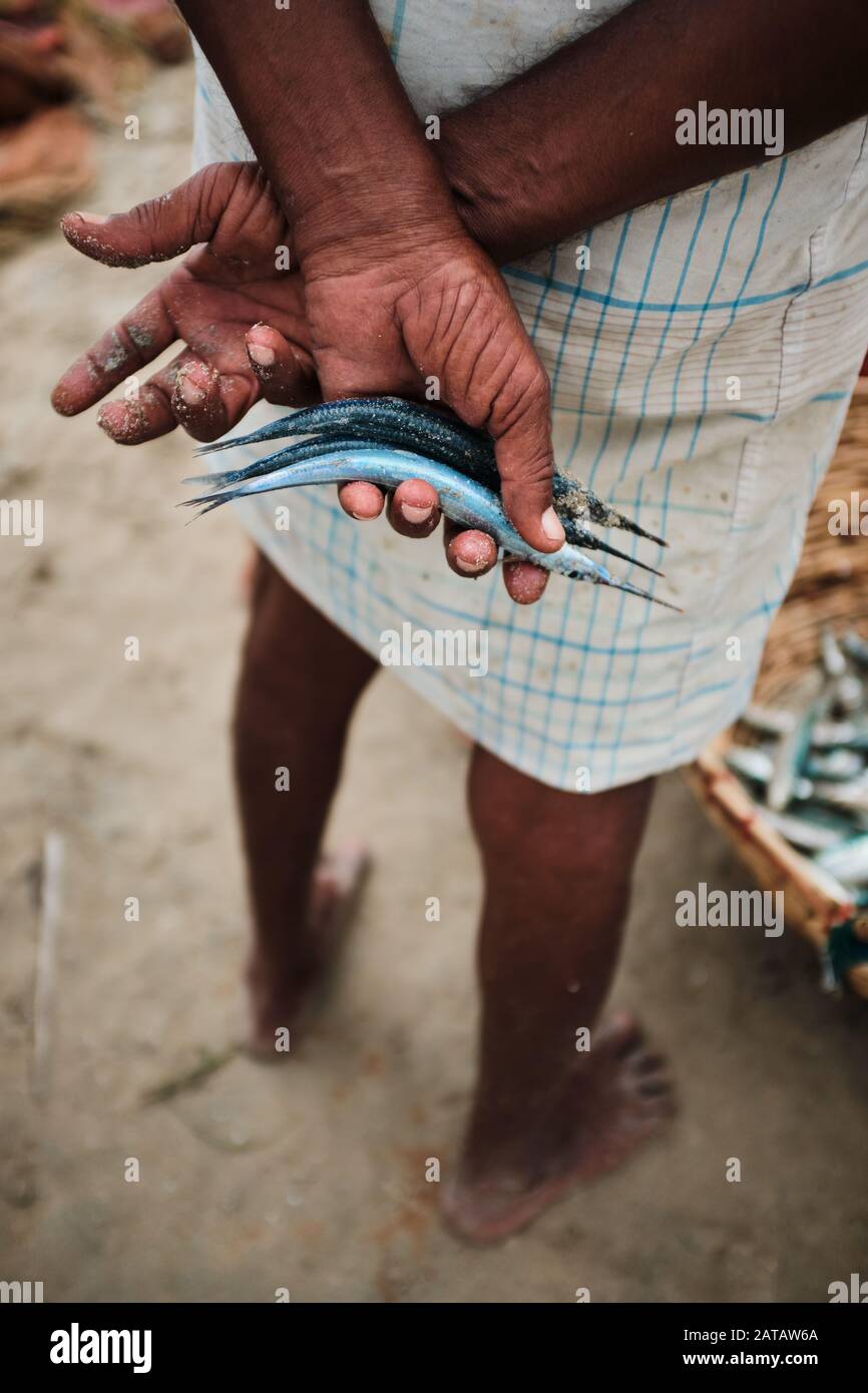 Un pescatore locale che tiene tre piccoli pesci ago nelle sue mani sulla spiaggia a Trincomalee, Sri Lanka Foto Stock