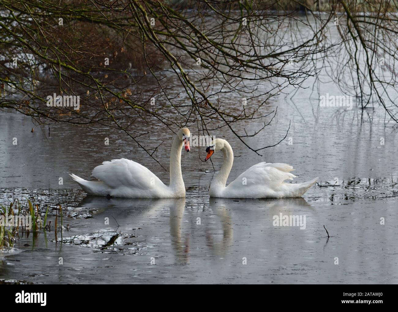Mute Swans, Cygnus olor, in stagno congelato, Lancashire, Regno Unito Foto Stock