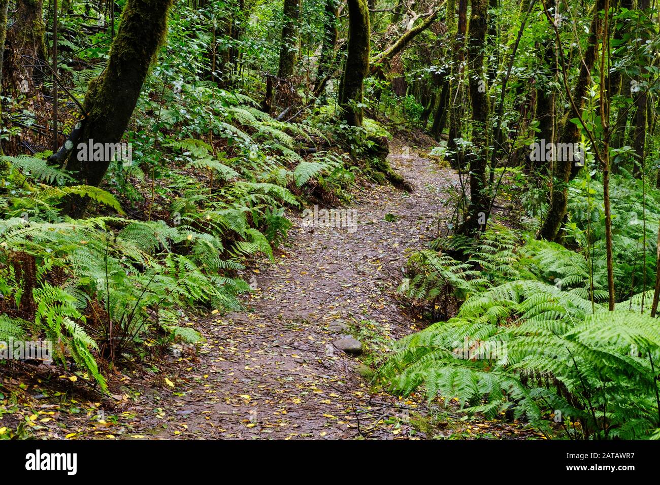 Percorso forestale nella foresta nube vicino El Cedro, Parco Nazionale di Garajonay, la Gomera, Isole Canarie, Spagna Foto Stock