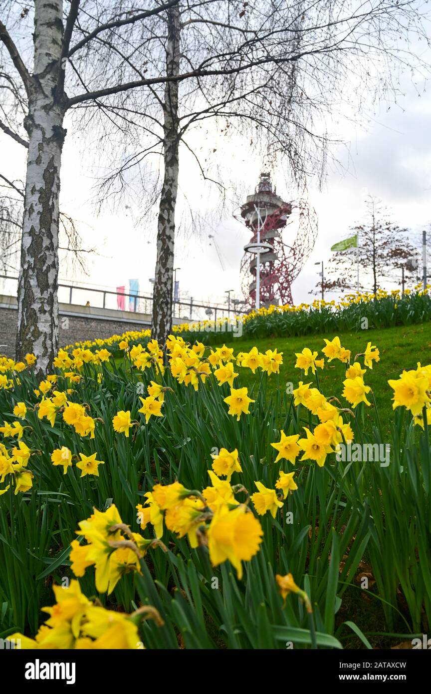 Londra UK 1st Febbraio Gennaio 2020 - Alcuni primi narcisi in fiore in una giornata luminosa ma brillante a Stratford vicino allo Stadio di Londra : Credit Simon Dack / Alamy Live News Foto Stock