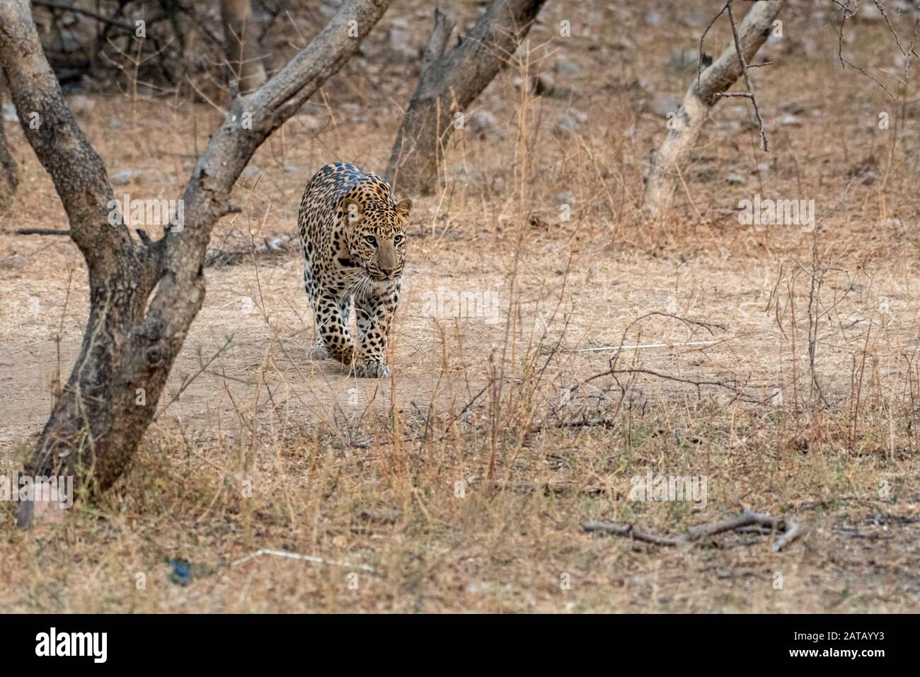 leopardo indiano o pantera o panthera pardus fusca in una passeggiata serale o a piedi nella foresta di jhalana riserva forestale, jaipur, rajasthan, india Foto Stock