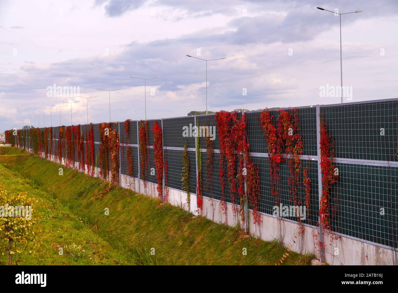 Autunno. Le barriere acustiche dell'autostrada sono aumentate con Virginia Creeper. Foto Stock