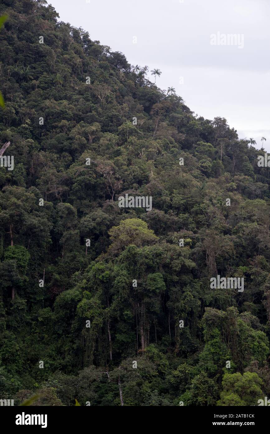 Foresta nella zona Bombuscaro in tropical Parco Nazionale Podocarpus nelle Ande a 1000 metri sopra il livello del mare in Ecuador. Primärer Regen Foto Stock