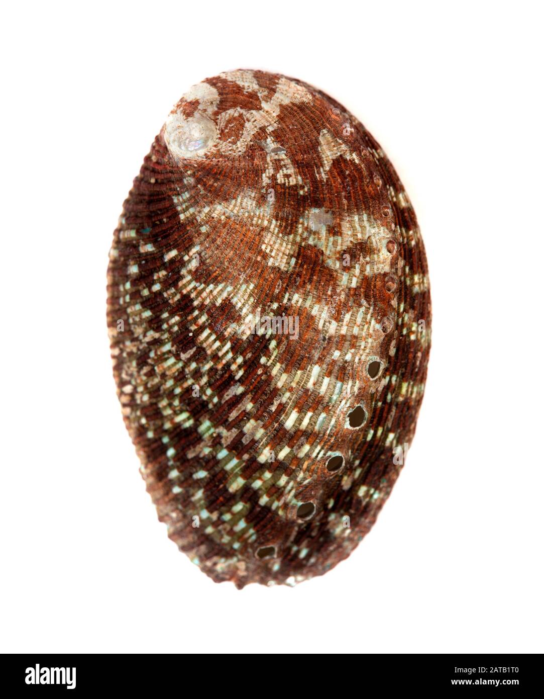 Fauna di Gran Canaria - Ormer verde, Haliotis tuberculata, guscio isolato su bianco Foto Stock