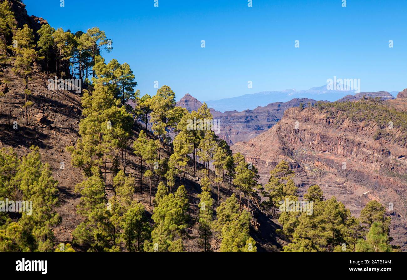 Gran Canaria, gennaio, parte centrale dell'isola, vista verso piramidale Montana de Alsobas e Teide a Tenerife Foto Stock