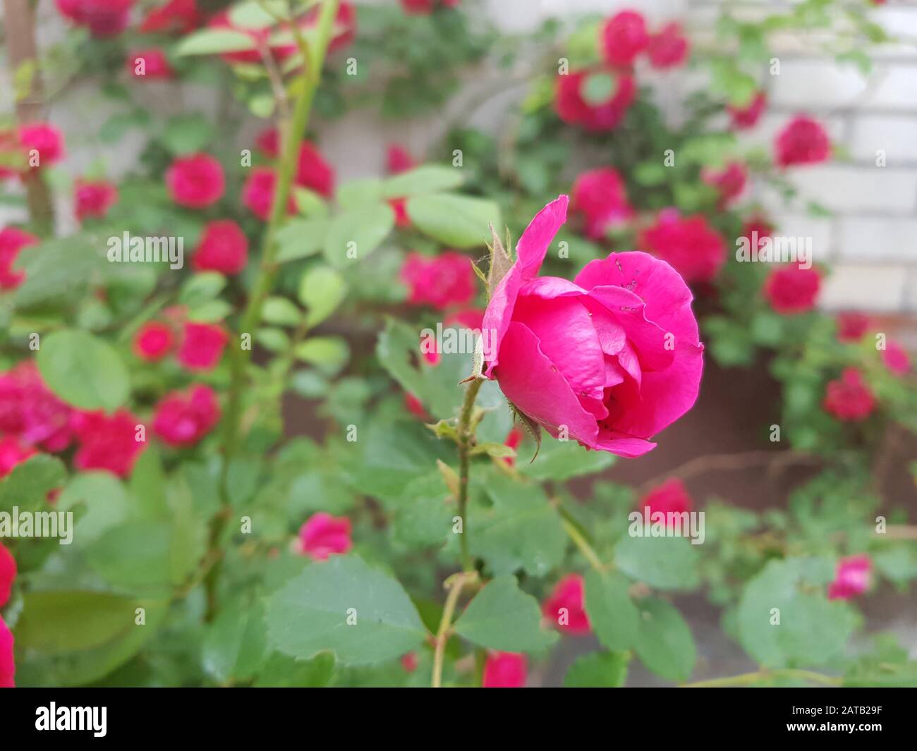 rosa rose cespuglio crescere nel giardino. Foto Stock