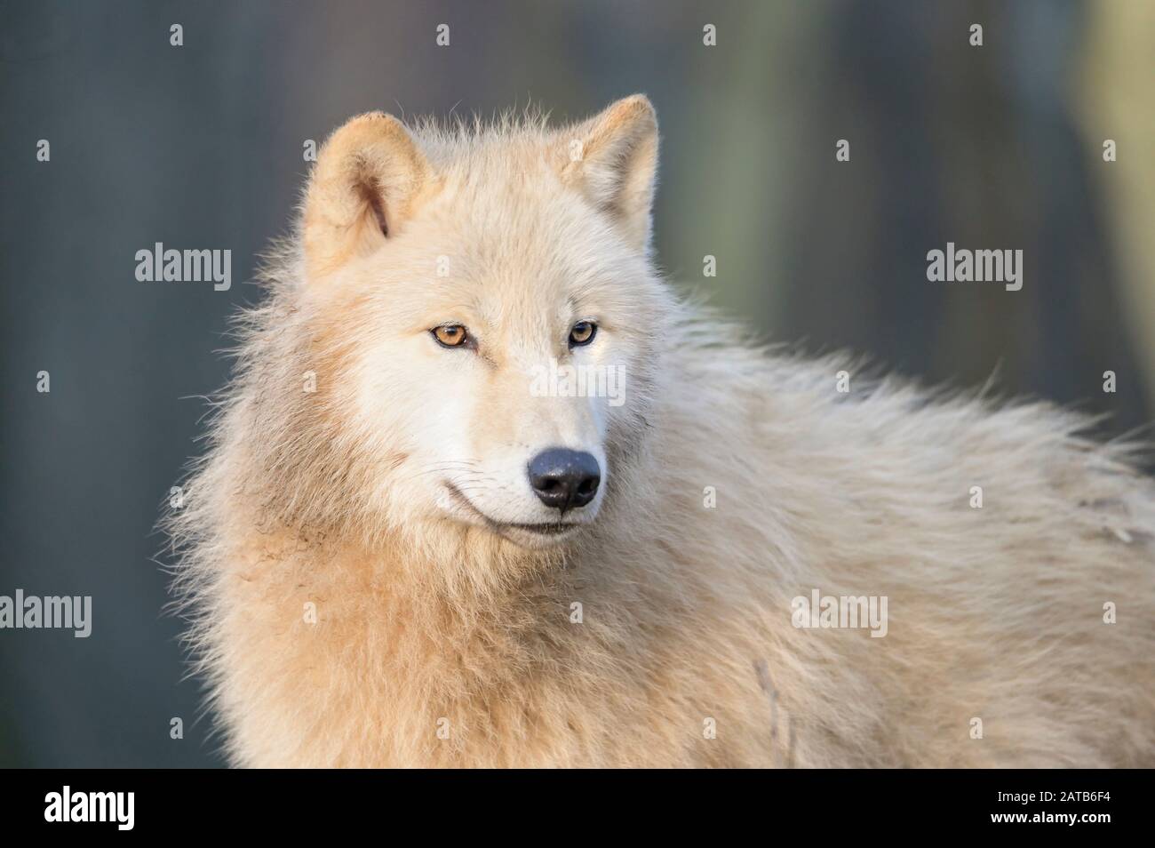 Arctic wolf ritratto Foto Stock