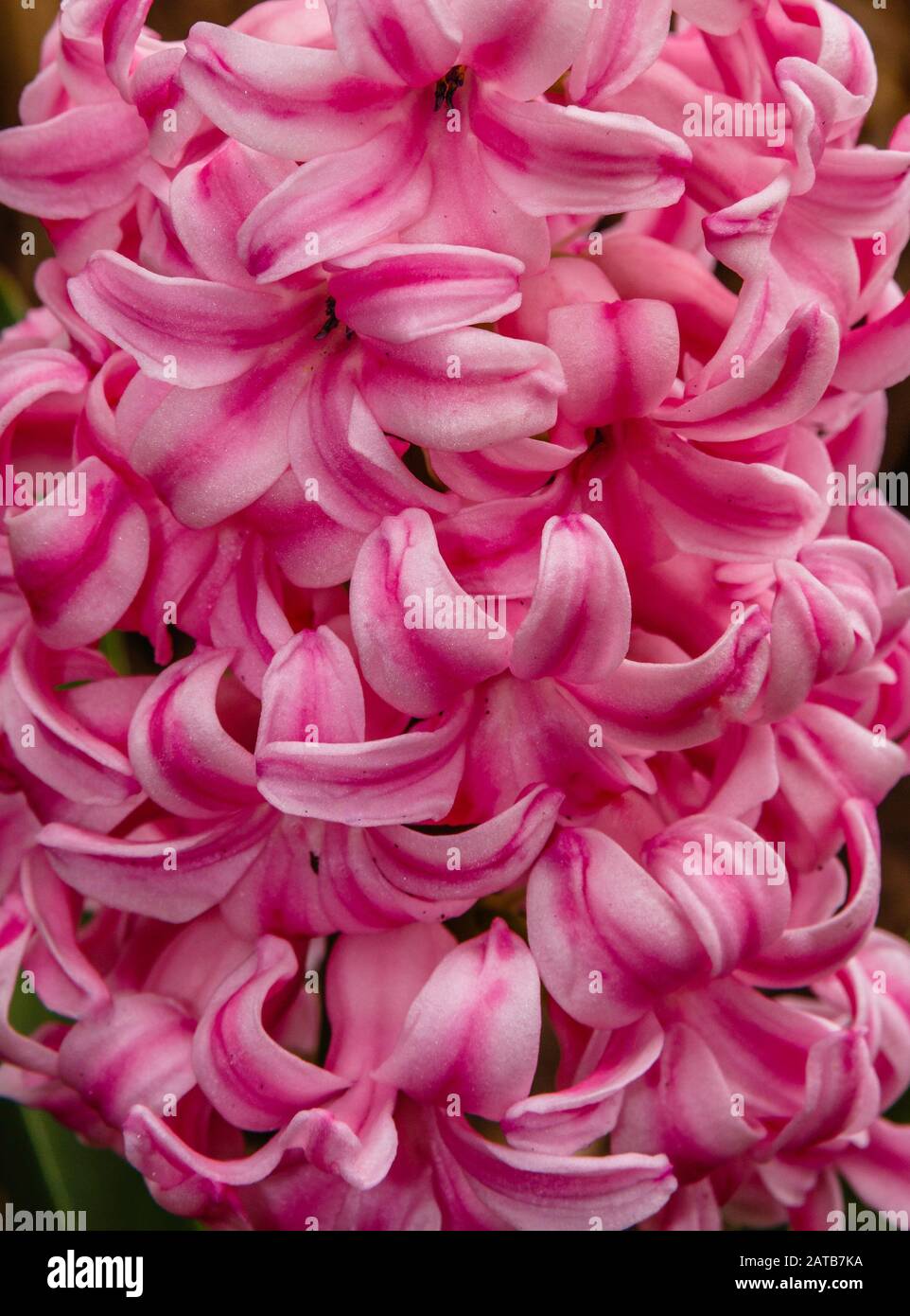 Fiore di colore audace immagini e fotografie stock ad alta