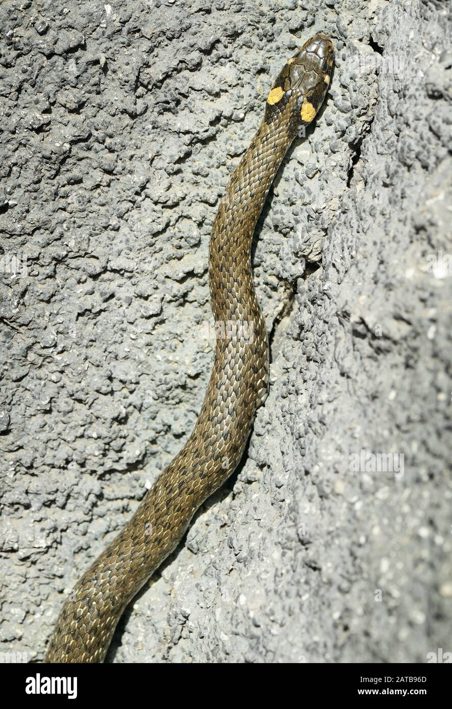 serpente d'erba in pietra Foto Stock