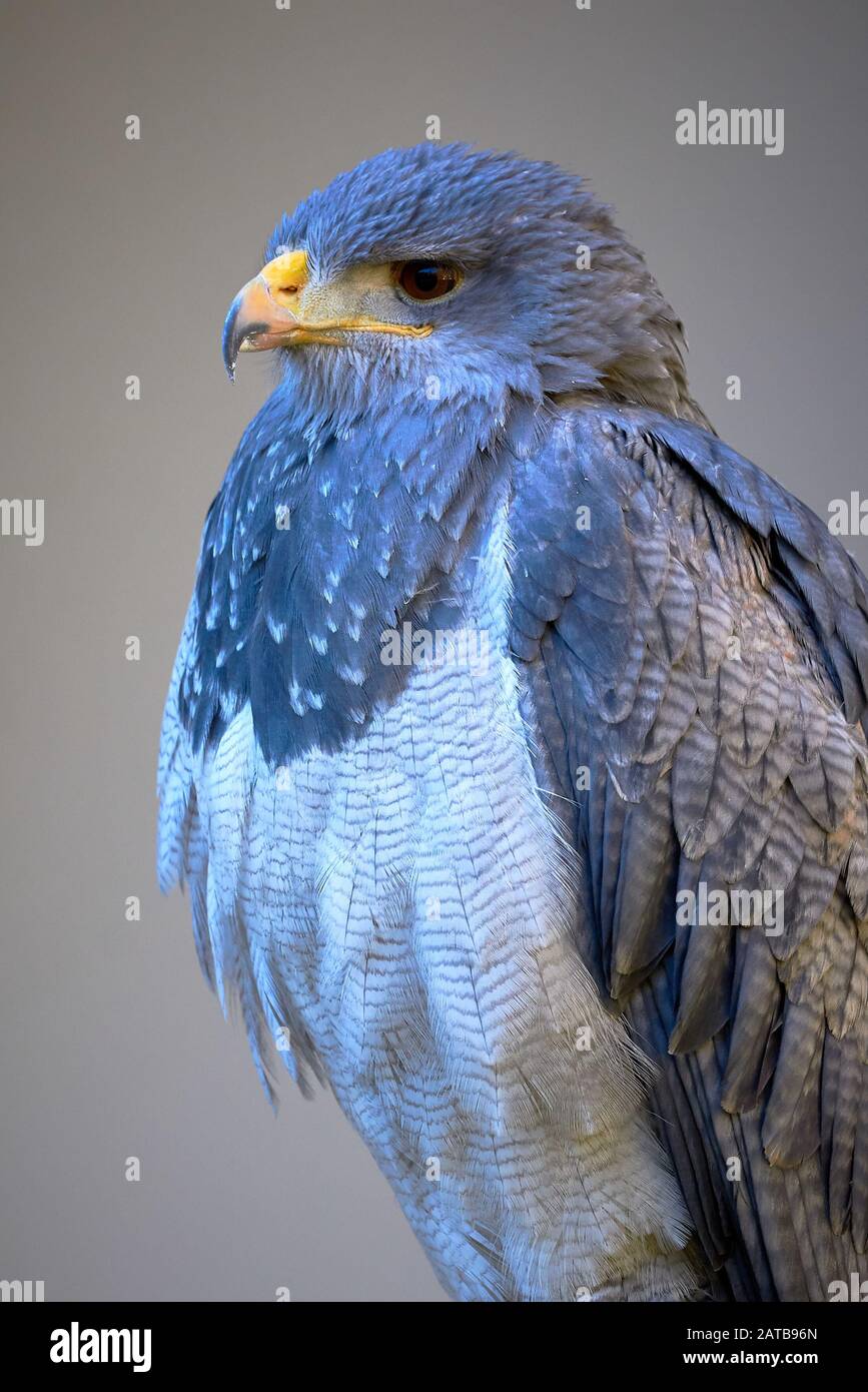 Buzzard-aquila nera (Geranoaetus melanoleucus) Closeup Foto Stock