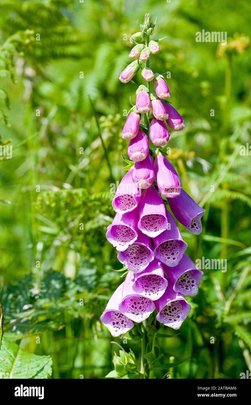 Foxglove (digitale purpurea), primo piano di un picco di fiori della pianta nota ma estremamente velenosa. Foto Stock