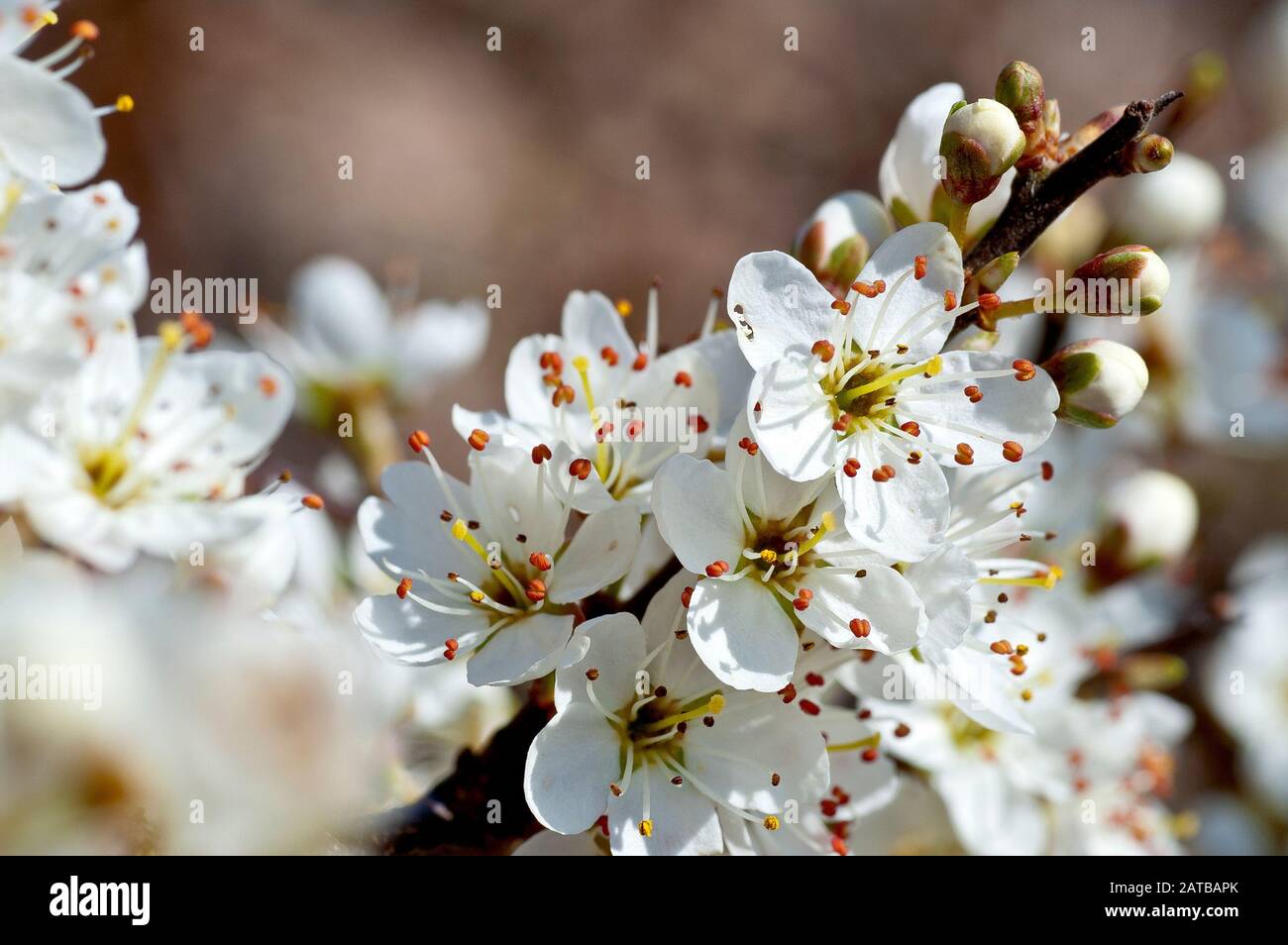 Sloe o Blackthorn (prunus spinosa), primo piano di un grande spruzzo di fiori alla fine di un ramo. Foto Stock