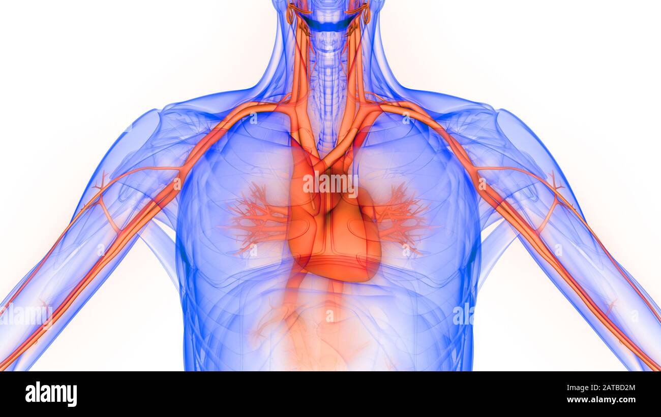 Il cuore fa parte dell'anatomia del sistema circolatorio umano. 3D Foto Stock