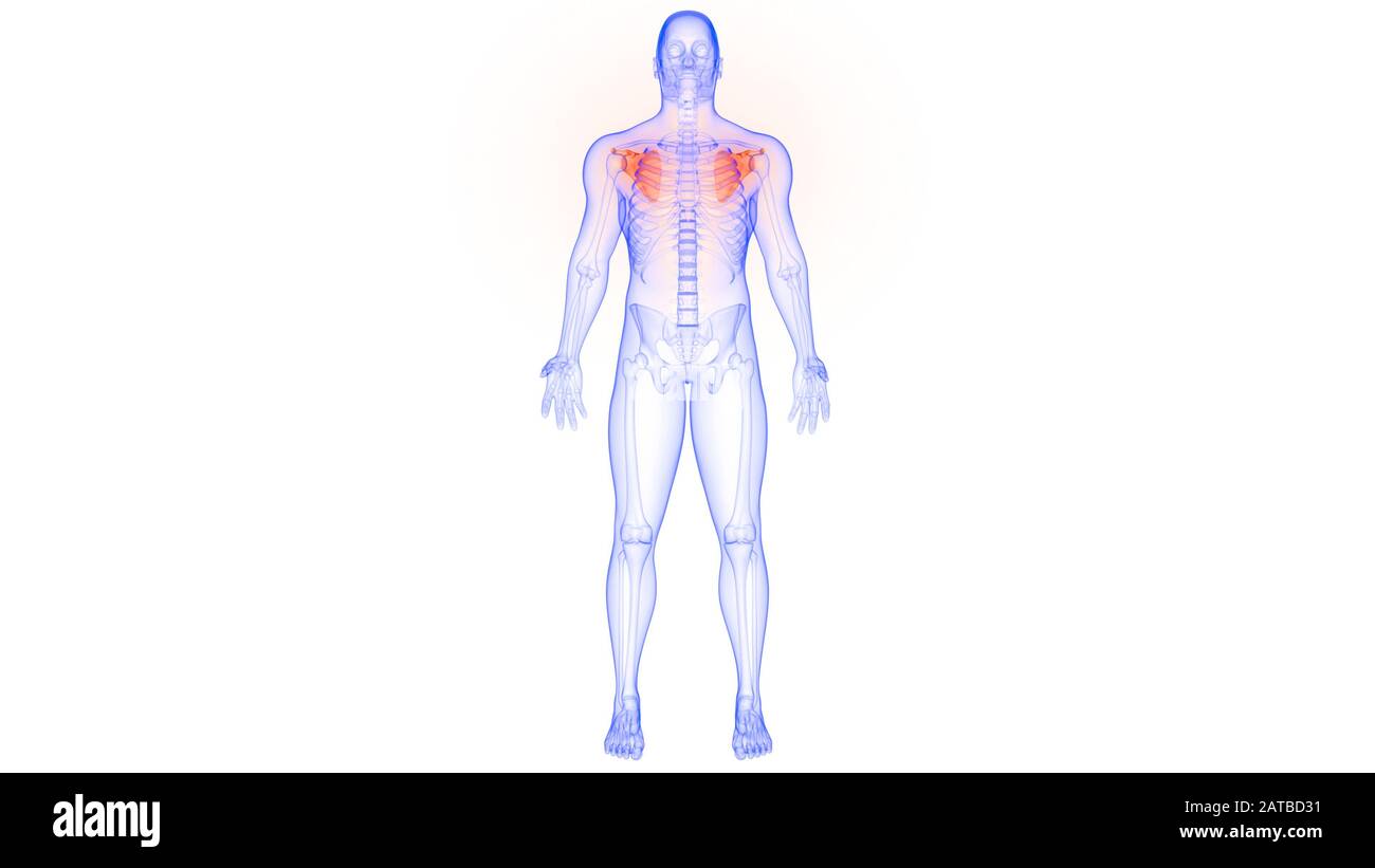 Sistema HumanSkeleton Scapula dolori articolari ossa Anatomia. 3D Foto Stock