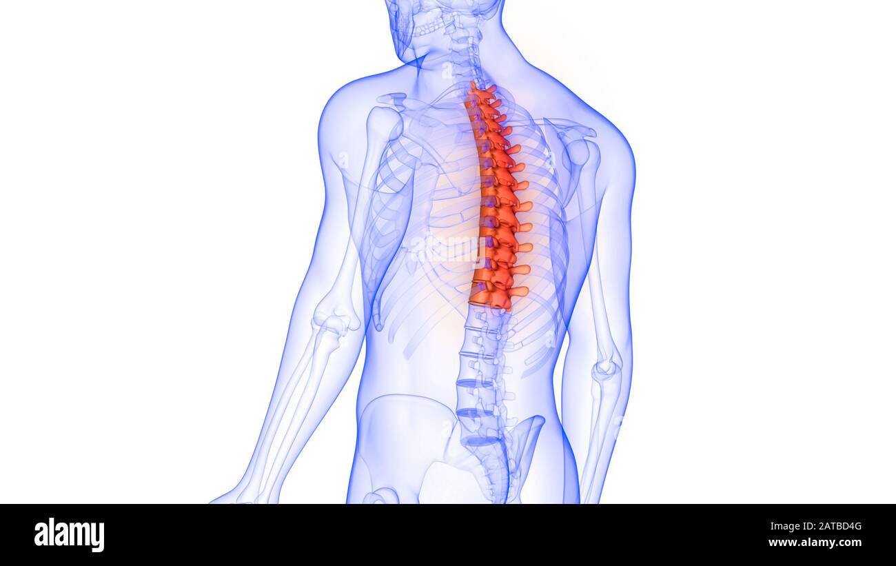 La colonna vertebrale di scheletro umano anatomia del sistema Foto Stock