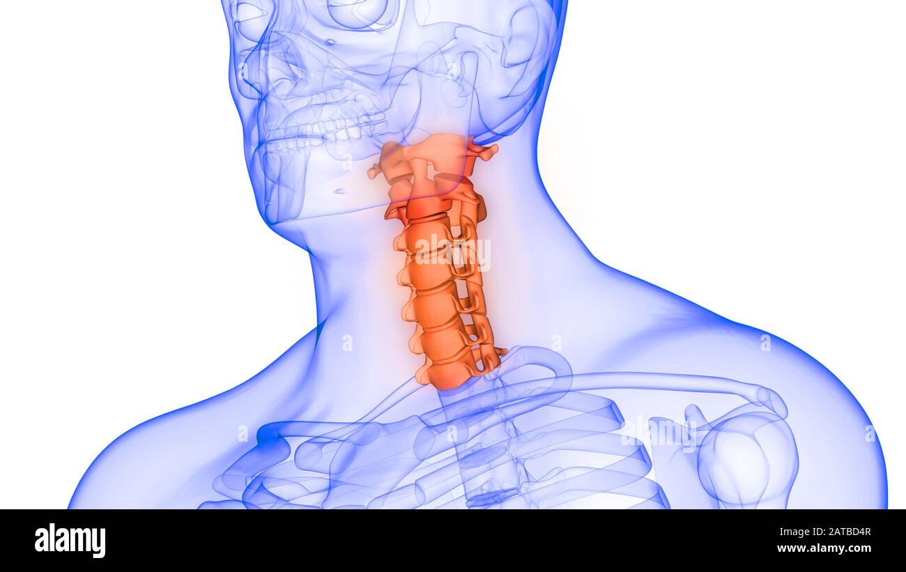 La colonna vertebrale di scheletro umano anatomia del sistema Foto Stock