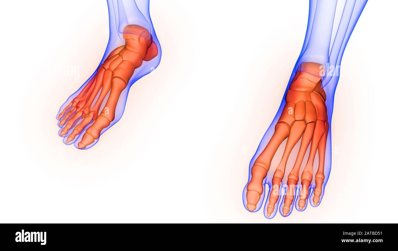 Sistema di scheletro umano Ala gamba dolori articolari Anatomia. 3D Foto Stock