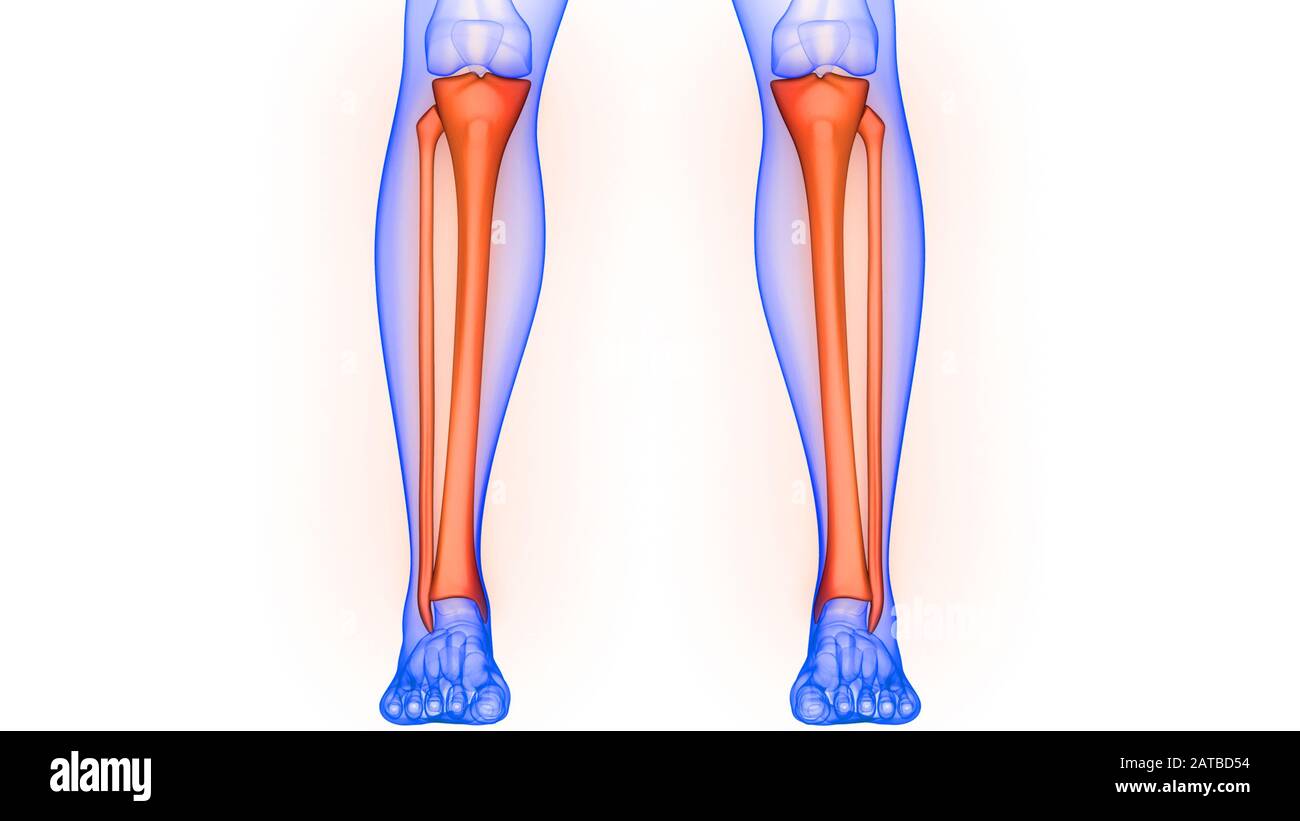 Rappresentazione 3D dell'anatomia radiologica dei giunti ossei del sistema scheletrico umano della tibia e della fibula Foto Stock