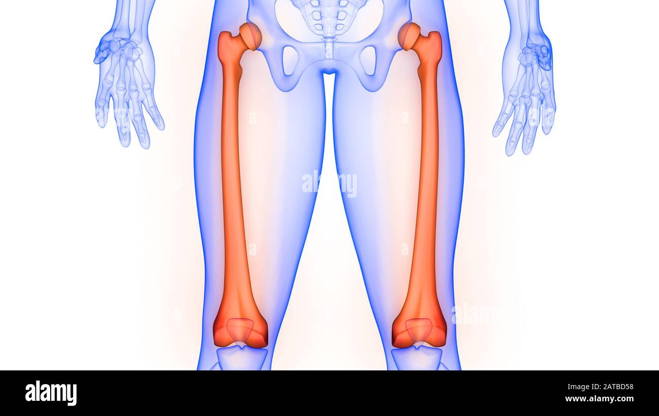 Sistema scheletrico umano giunti ossei femorali anatomia radiografica 3D. Foto Stock